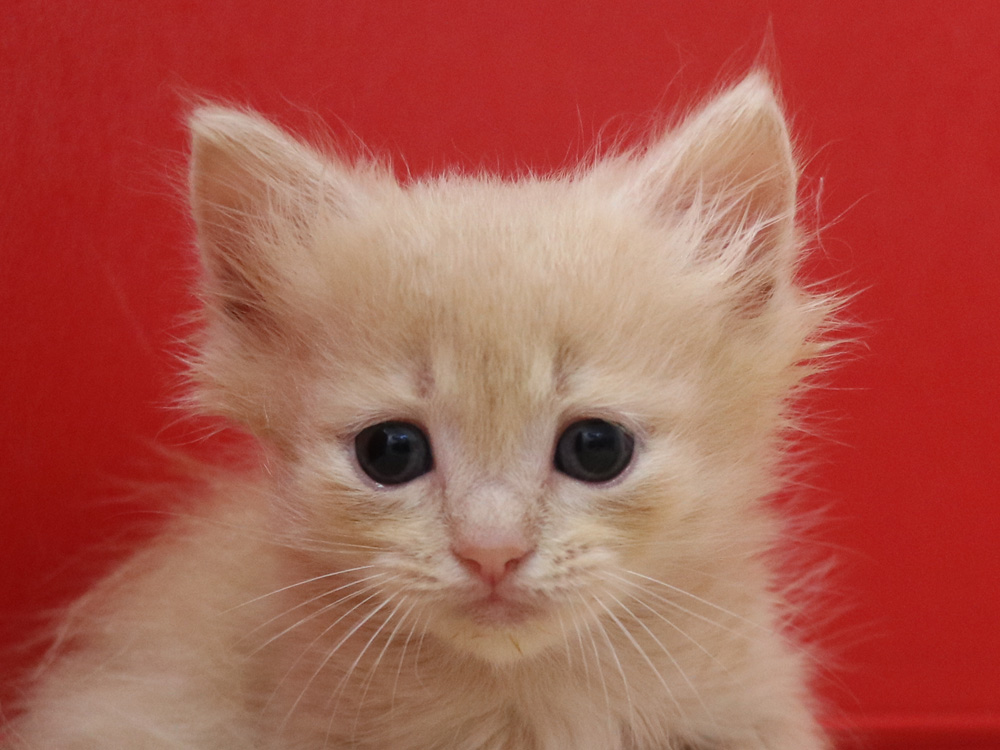 マンチカンの子猫画像