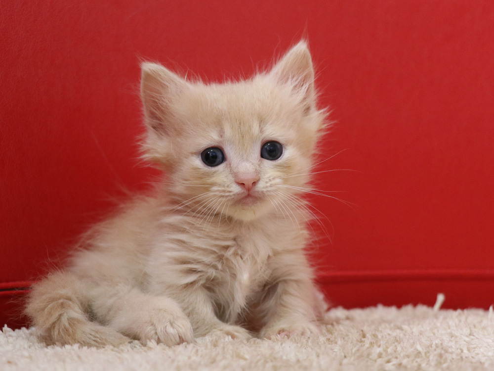 マンチカンの子猫画像