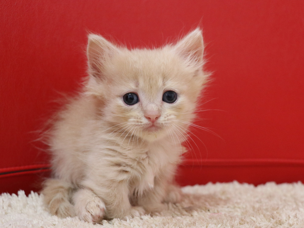 マンチカンの子猫画像