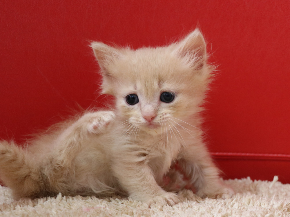 マンチカンの子猫画像