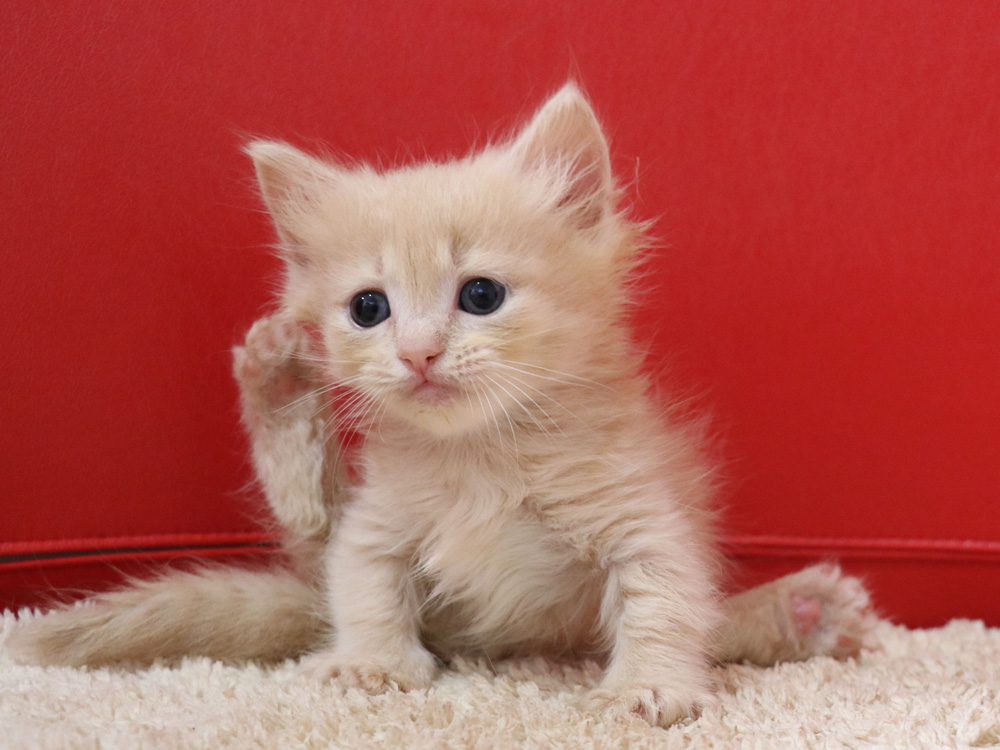 マンチカンの子猫画像