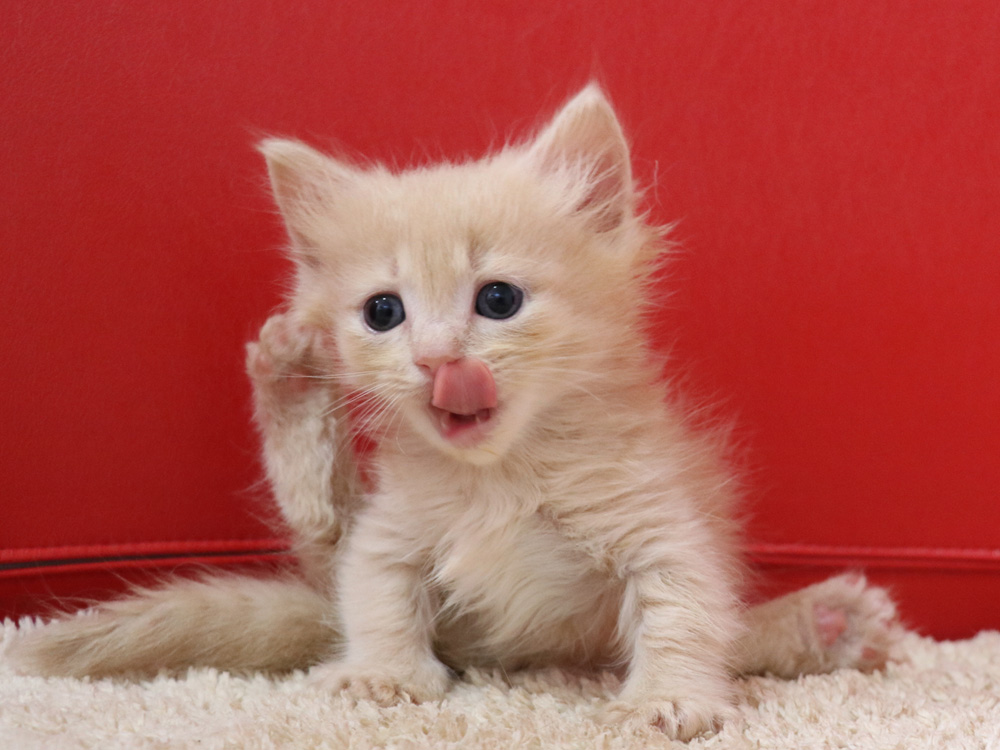 マンチカンの子猫画像