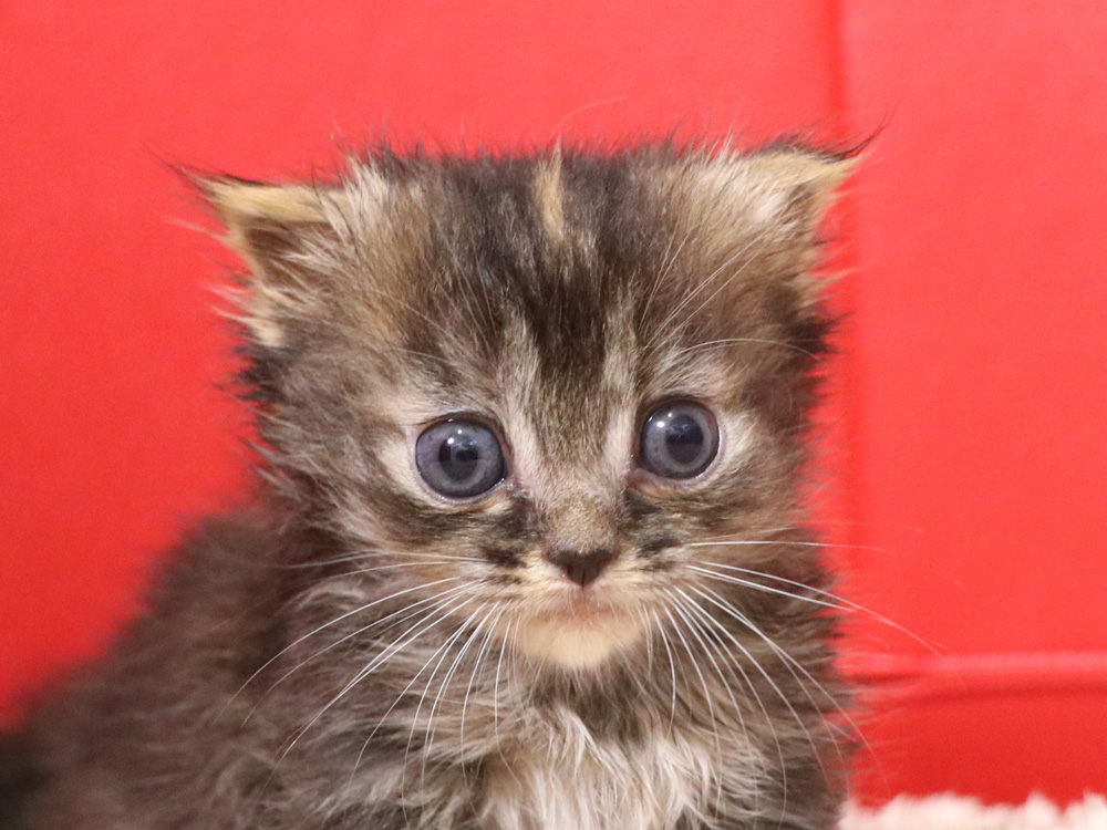 マンチカンの子猫画像