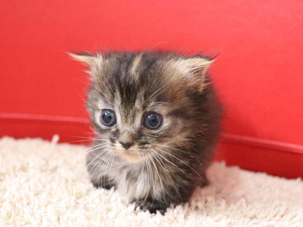 マンチカンの子猫画像