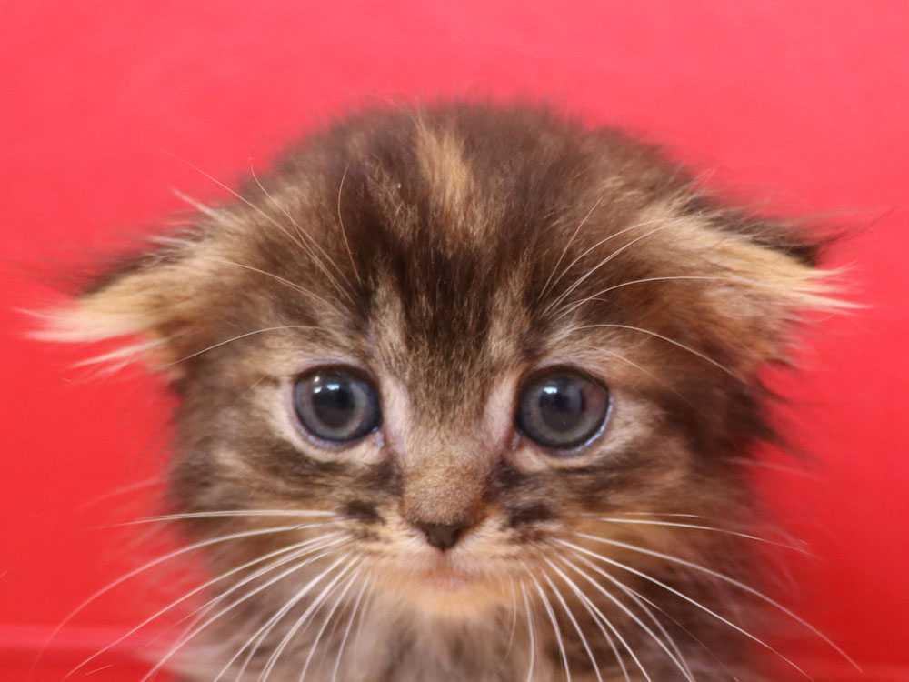 マンチカンの子猫画像