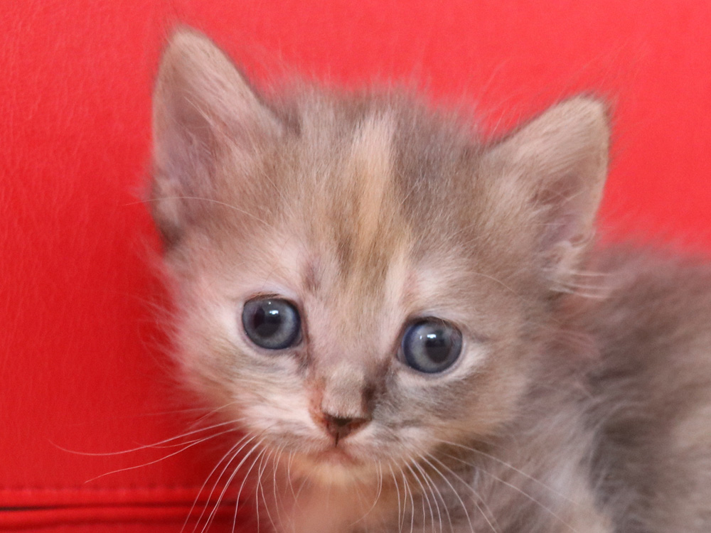 マンチカンの子猫画像