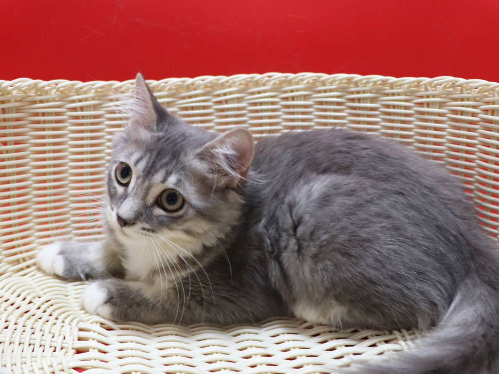 マンチカンの子猫画像