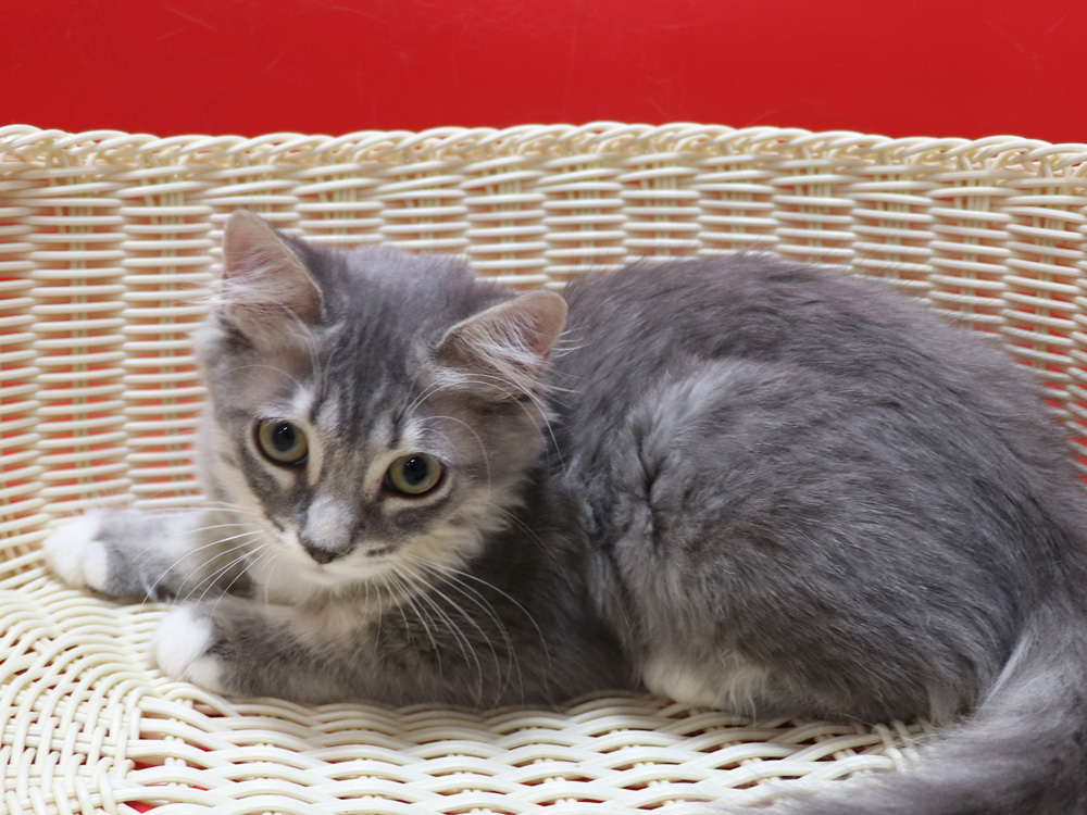 マンチカンの子猫画像