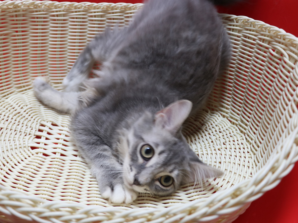 マンチカンの子猫画像