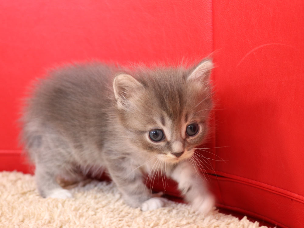 マンチカンの子猫画像