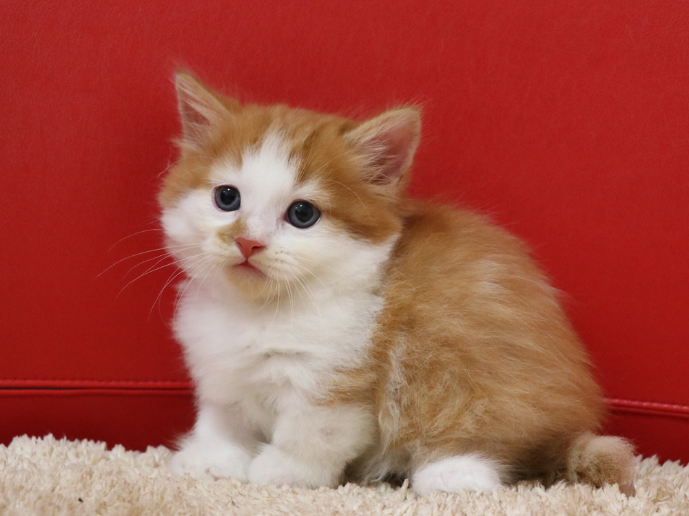 マンチカンの子猫画像