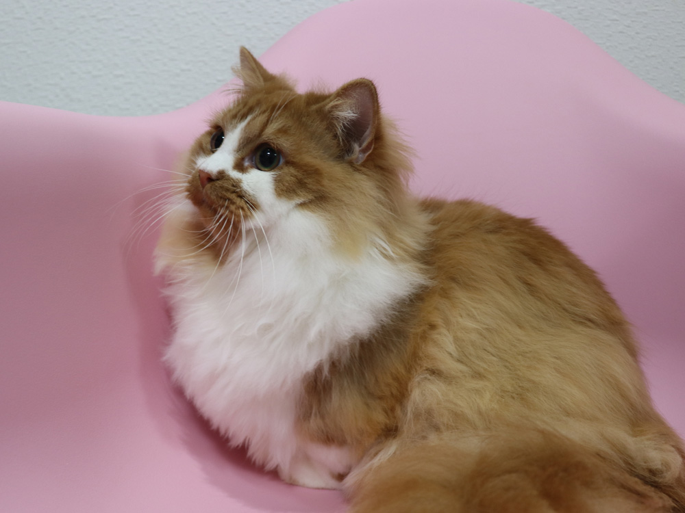 マンチカンの子猫画像
