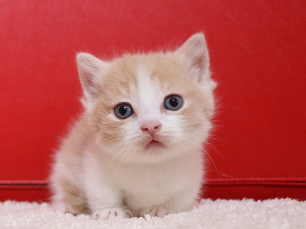 マンチカンの子猫画像