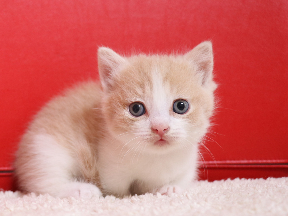 マンチカンの子猫画像