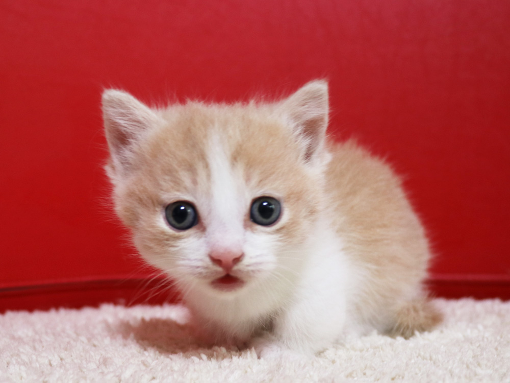 マンチカンの子猫画像