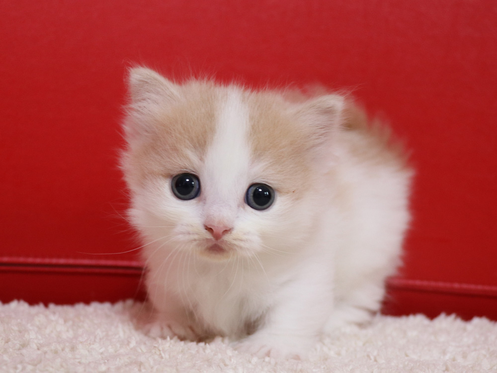 マンチカンの子猫画像