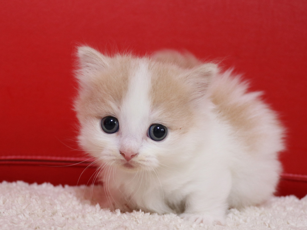 マンチカンの子猫画像