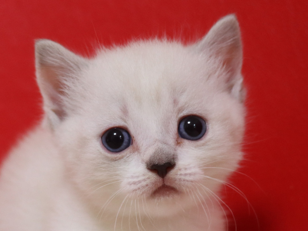 マンチカンの子猫画像