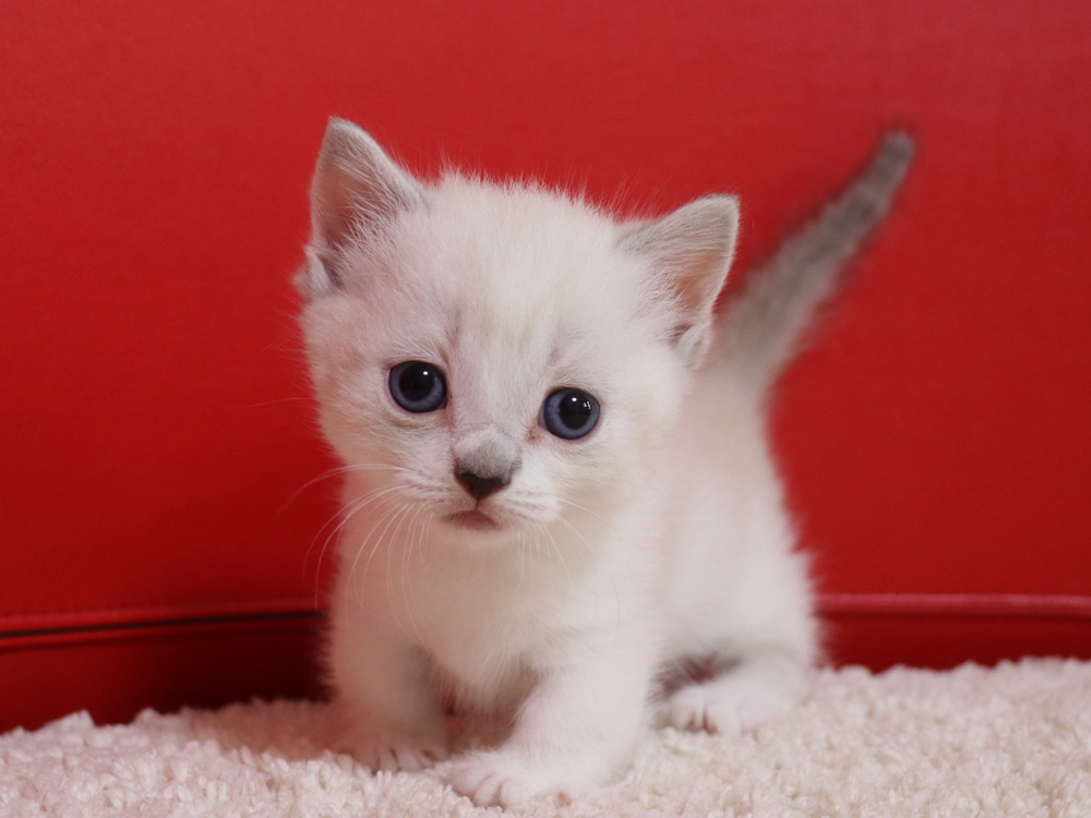 マンチカンの子猫画像