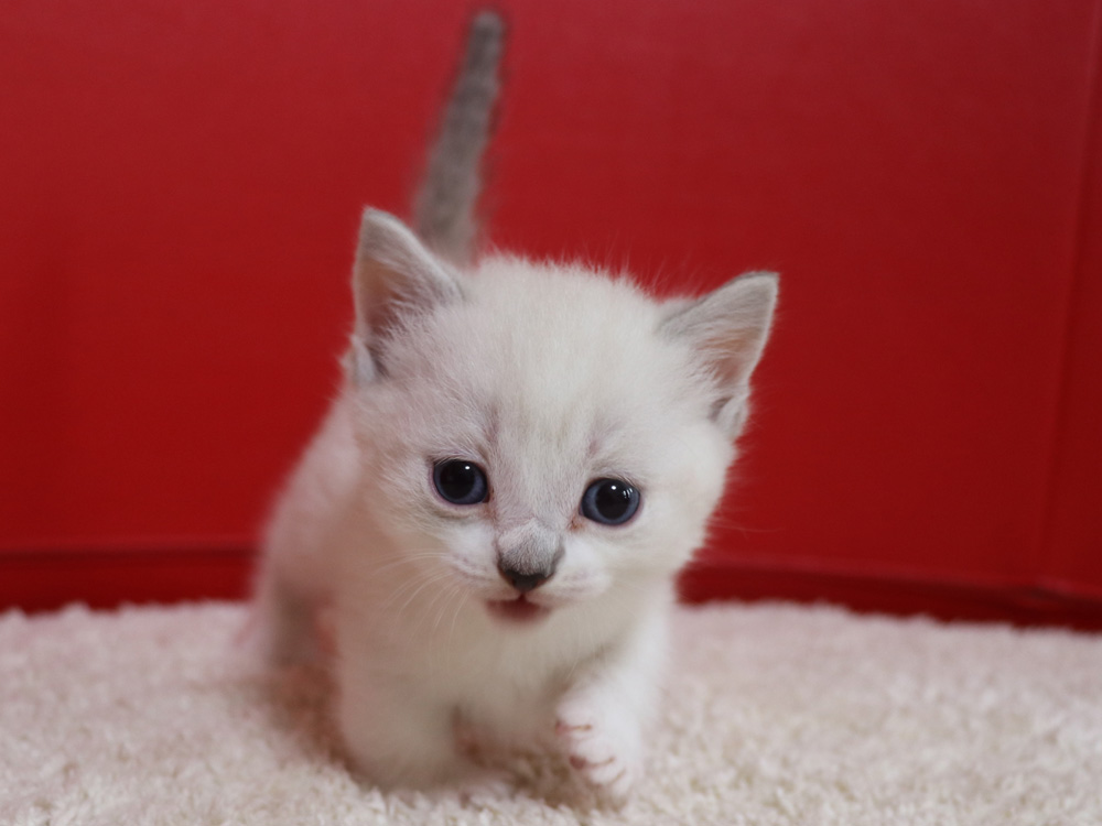 マンチカンの子猫画像