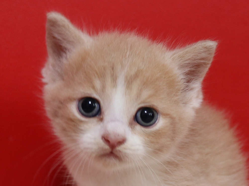 マンチカンの子猫画像