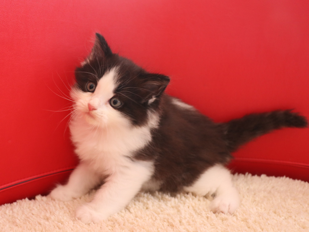 マンチカンの子猫画像