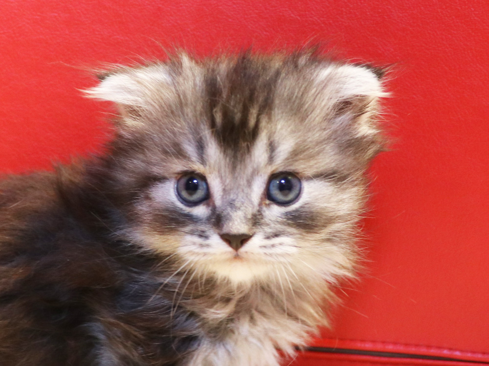 マンチカンの子猫画像