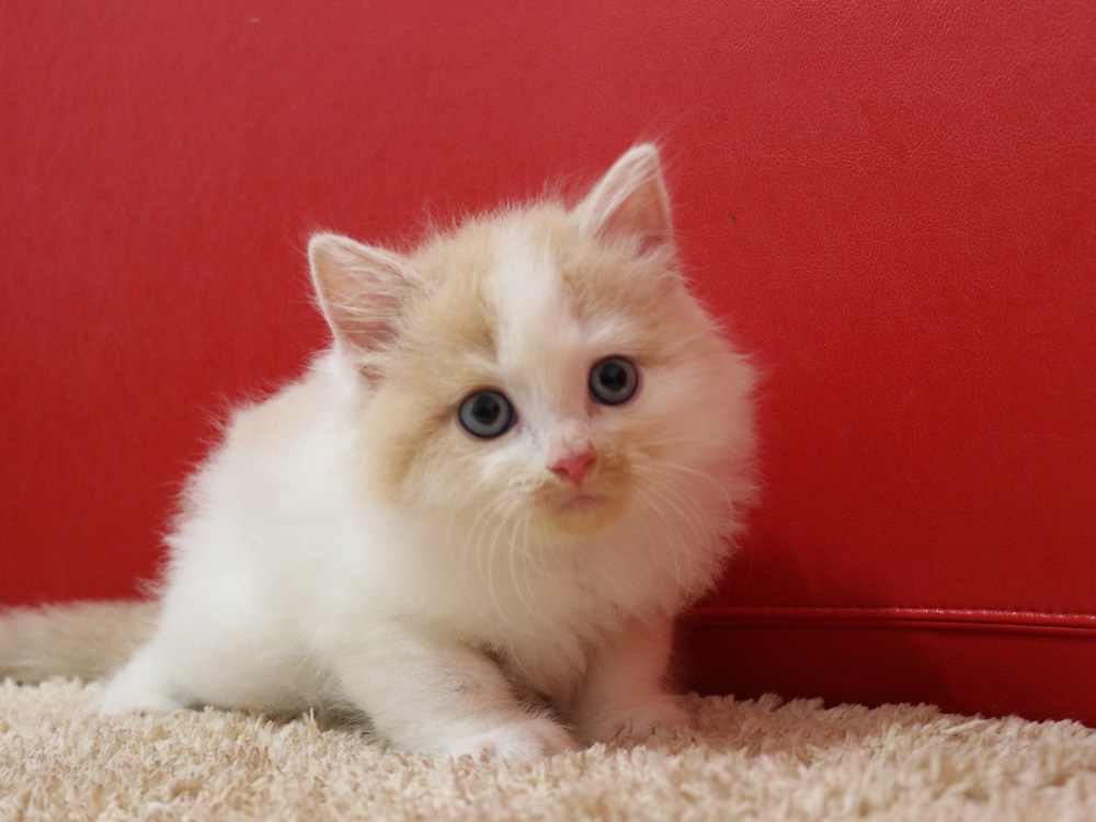 マンチカンの子猫画像