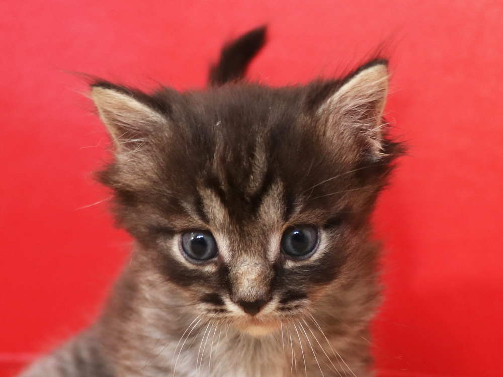 マンチカンの子猫画像