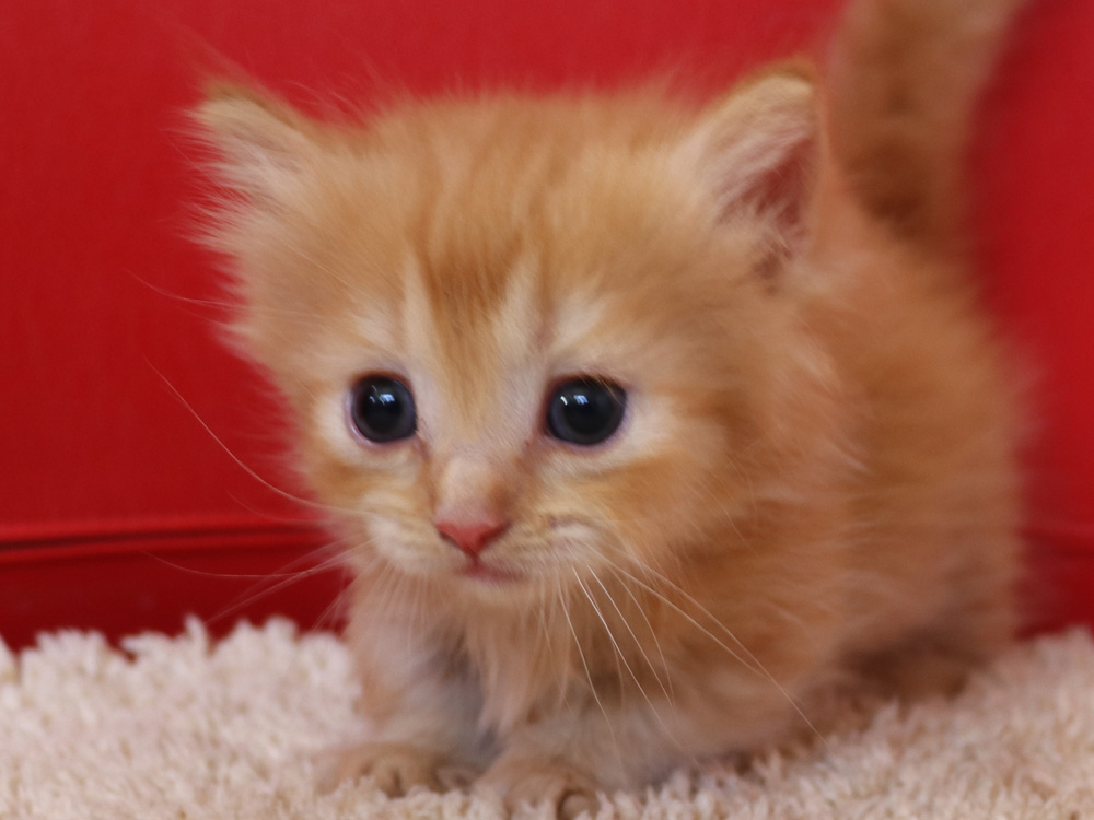 マンチカンの子猫画像