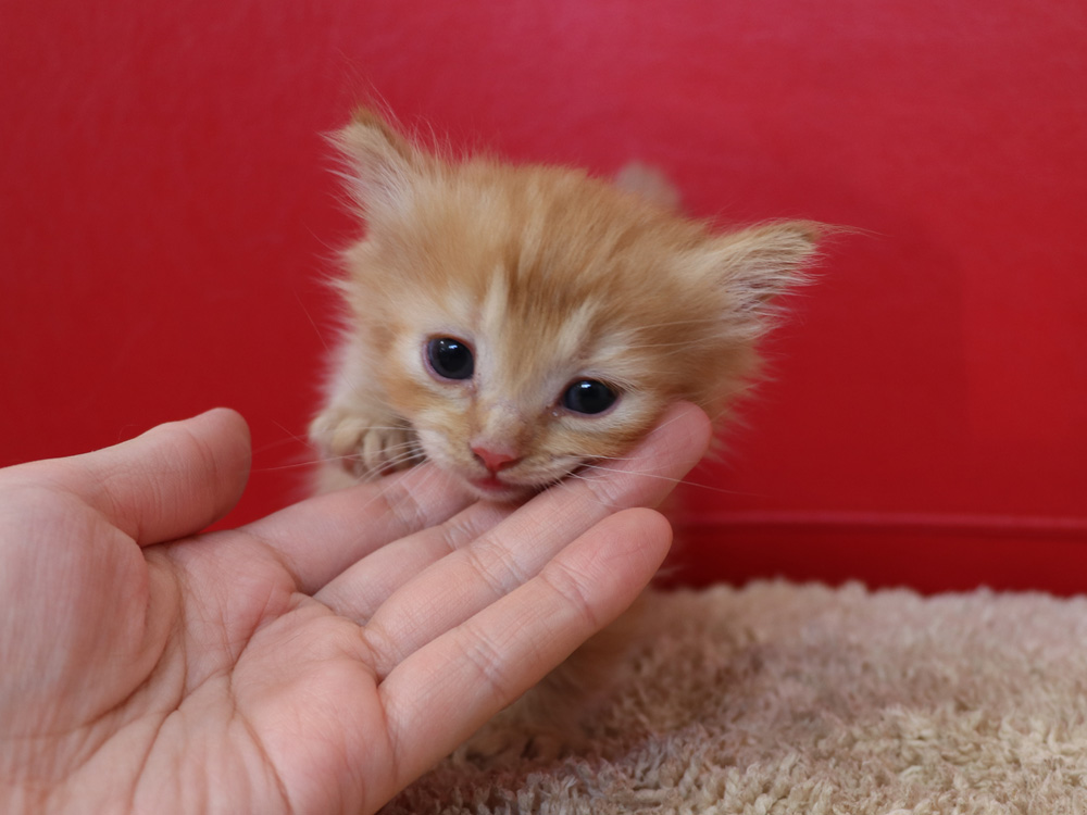 マンチカンの子猫画像