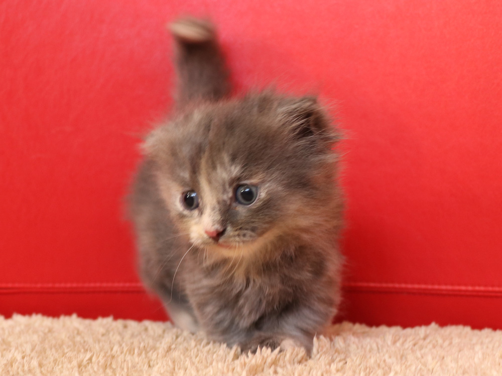 マンチカンの子猫画像