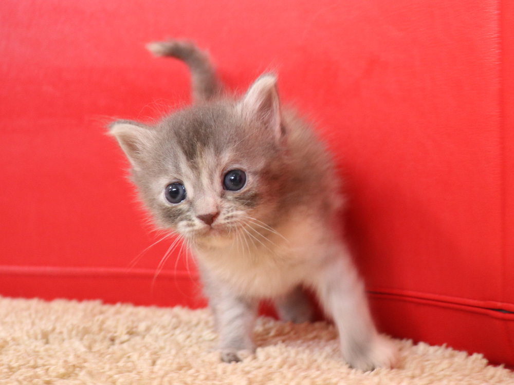 マンチカンの子猫画像