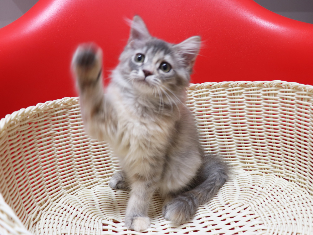 マンチカンの子猫画像