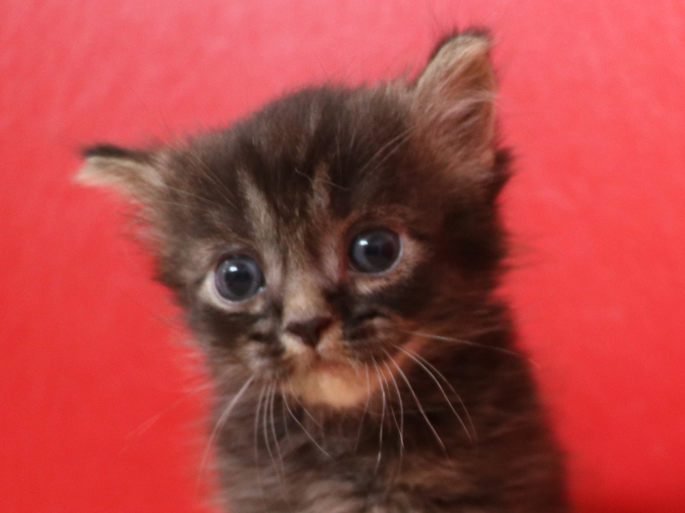 マンチカンの子猫画像