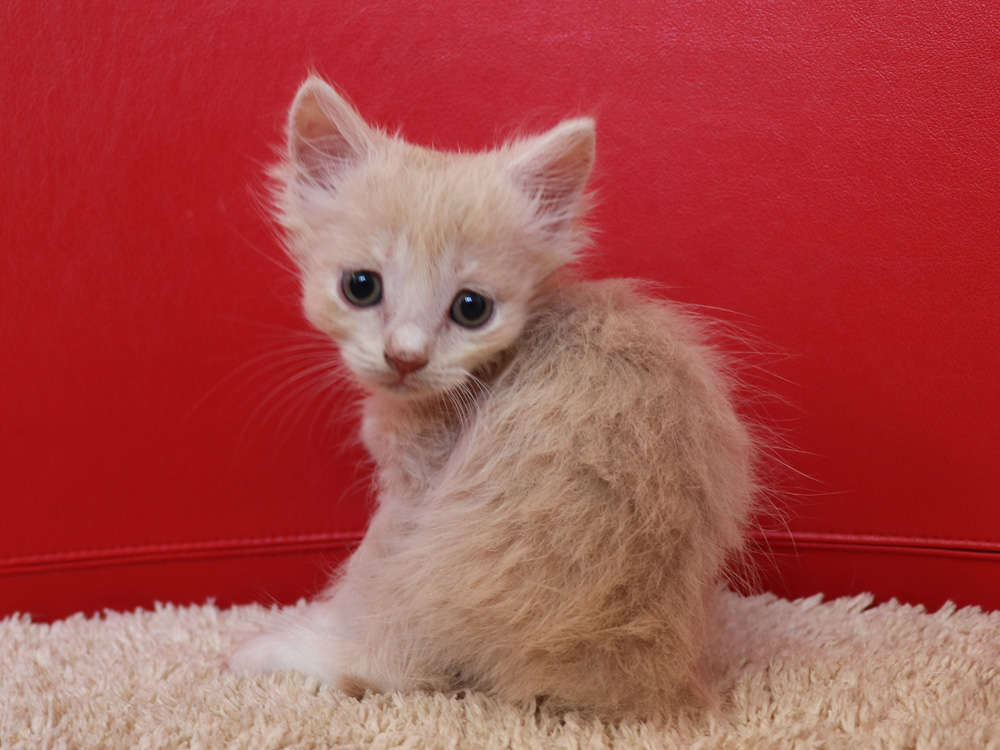 マンチカンの子猫画像