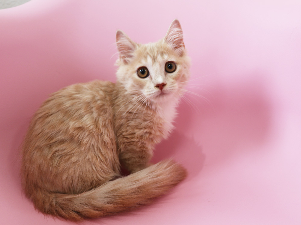 マンチカンの子猫画像