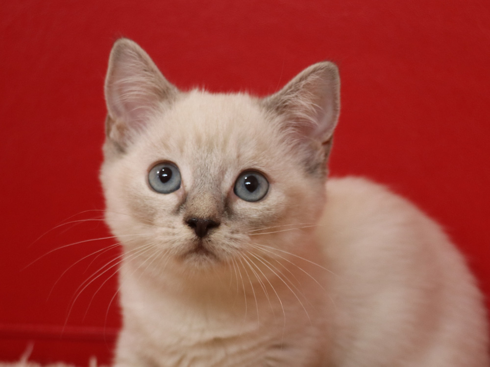 マンチカンの子猫画像