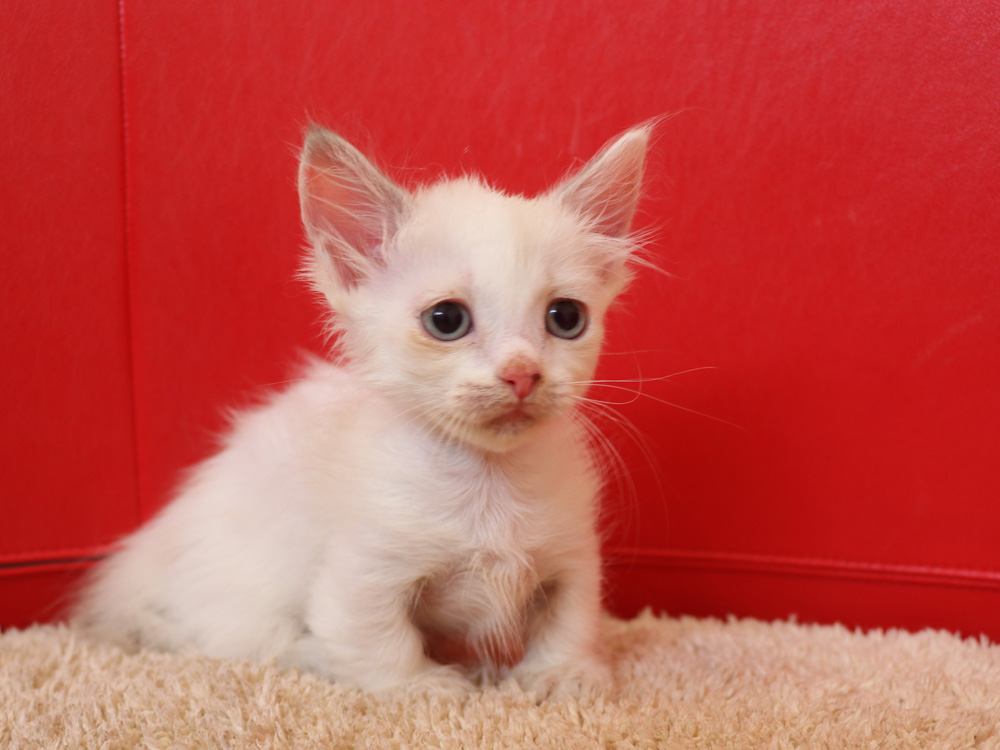 マンチカンの子猫画像