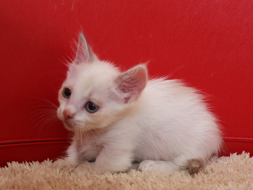 マンチカンの子猫画像