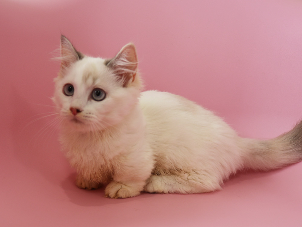 マンチカンの子猫画像