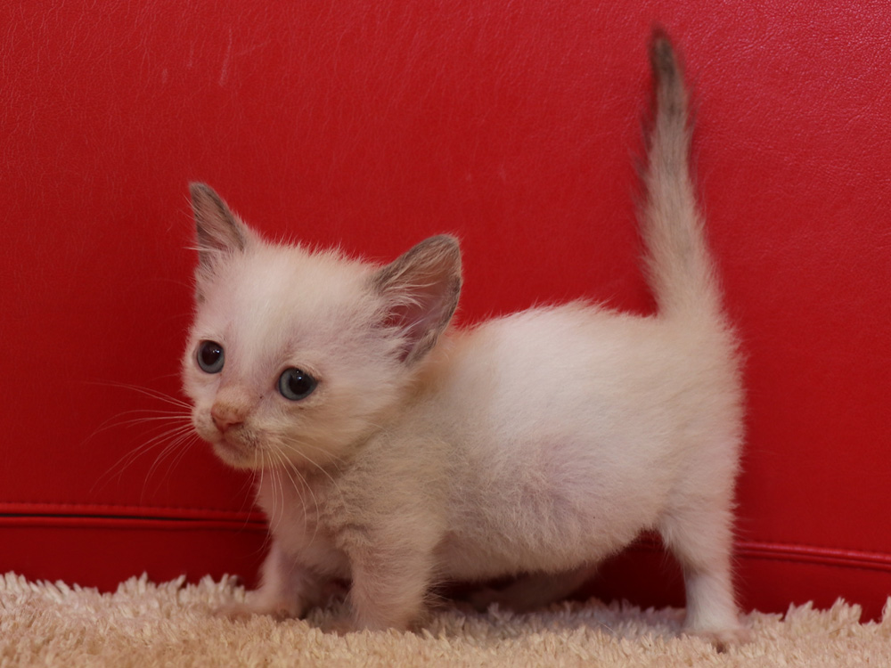 マンチカンの子猫画像