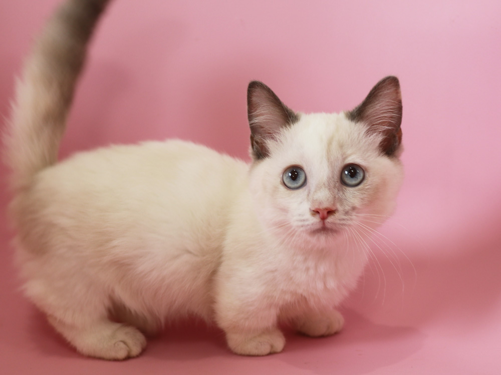 マンチカンの子猫画像