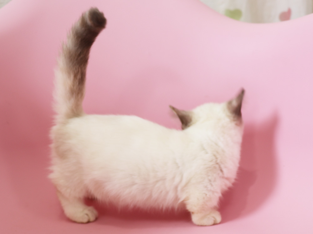 マンチカンの子猫画像