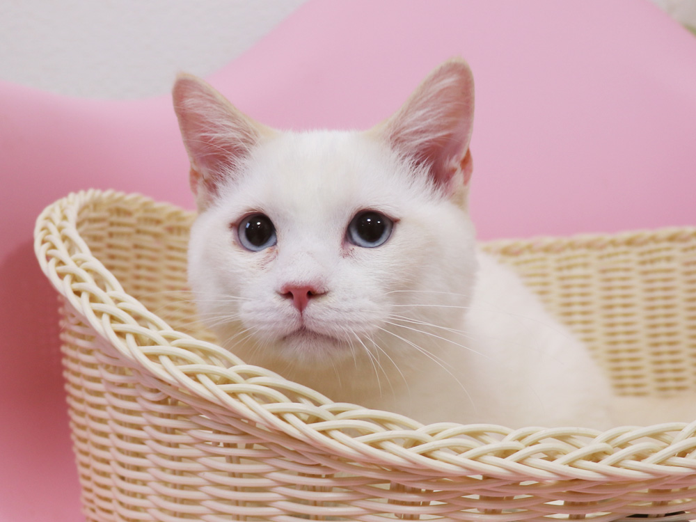 マンチカンの子猫画像