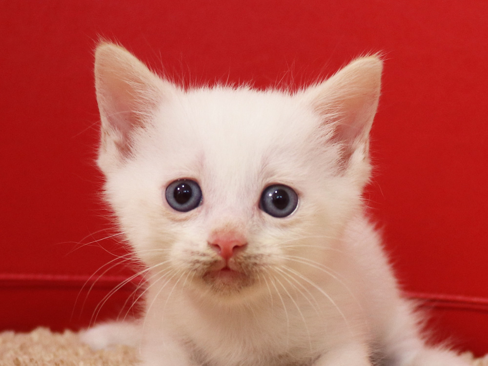 マンチカンの子猫画像