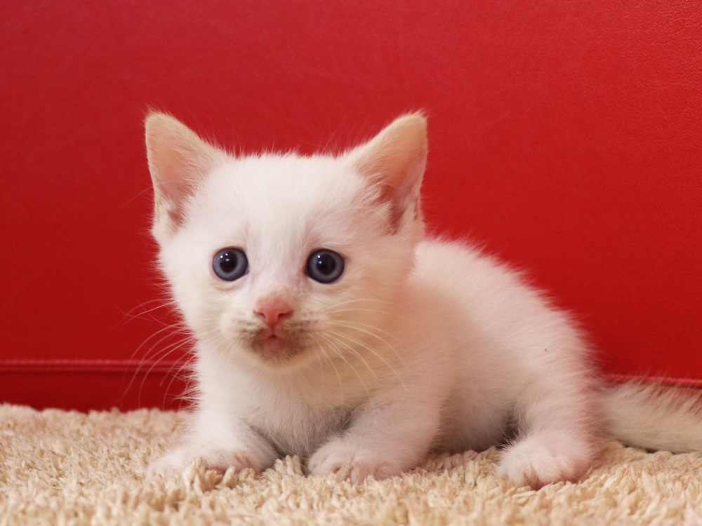 マンチカンの子猫画像