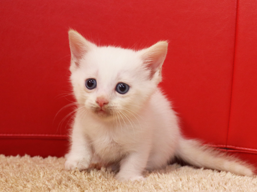 マンチカンの子猫画像