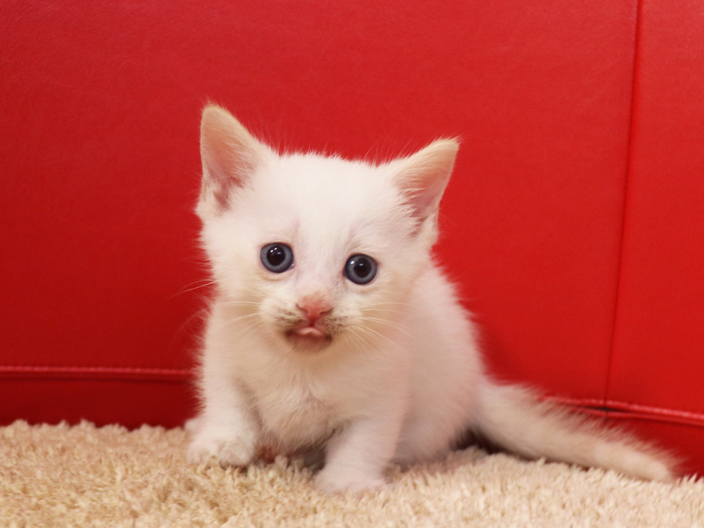 マンチカンの子猫画像