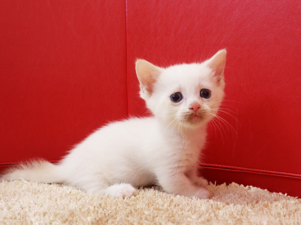 マンチカンの子猫画像